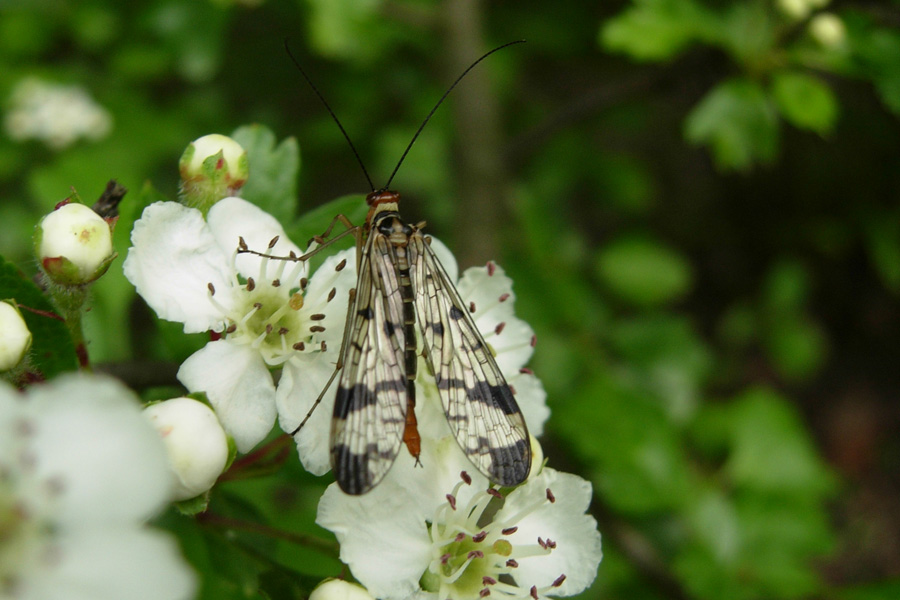 Panorpa communis